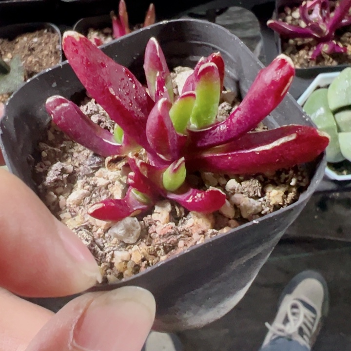 新妖精品多肉植物