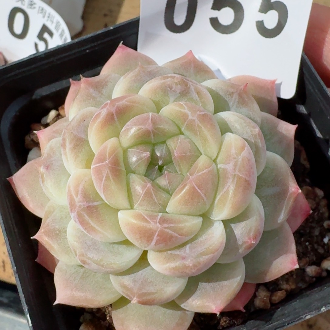 黄冰魄         精品多肉