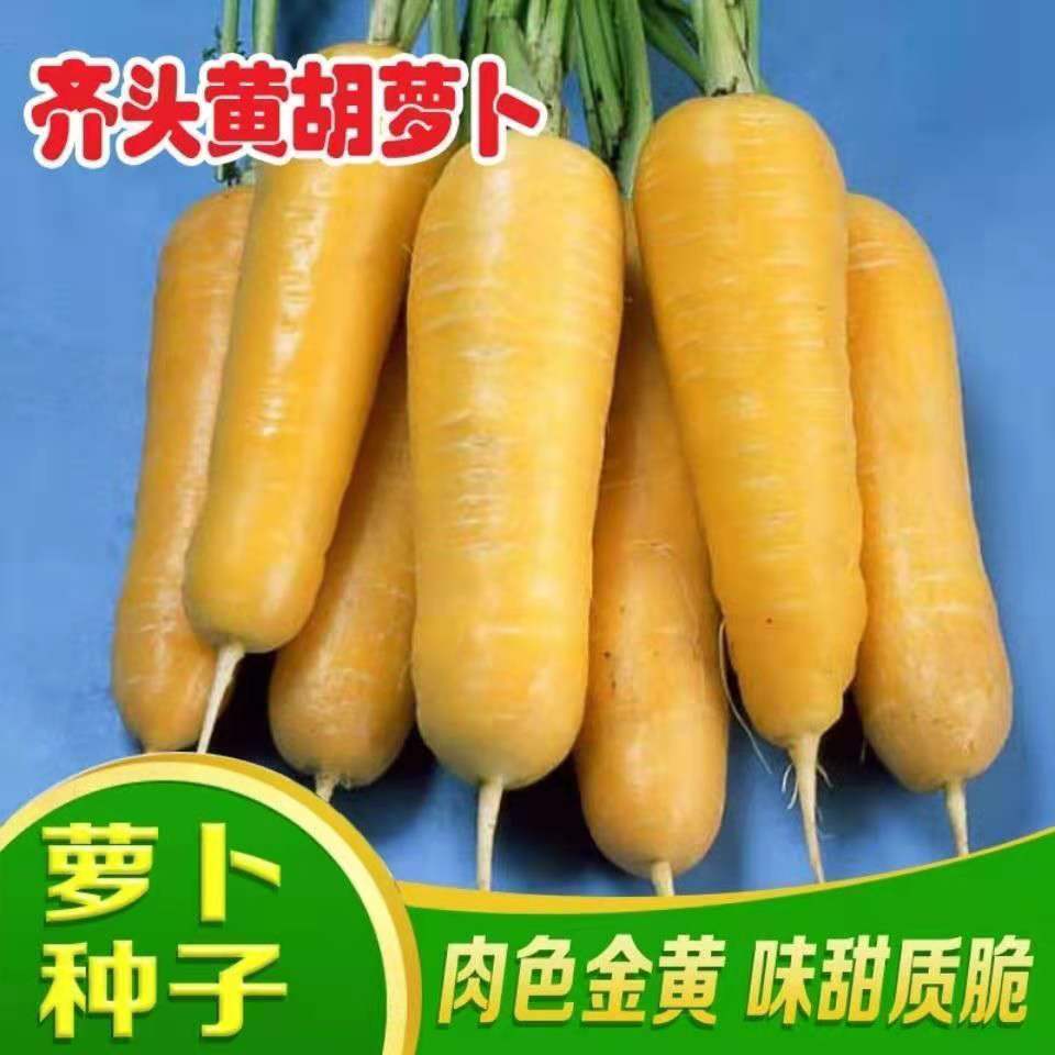 黄参水果胡萝卜种孑齐头黄胡萝卜种子春秋四季春四季庭院蔬菜种籽