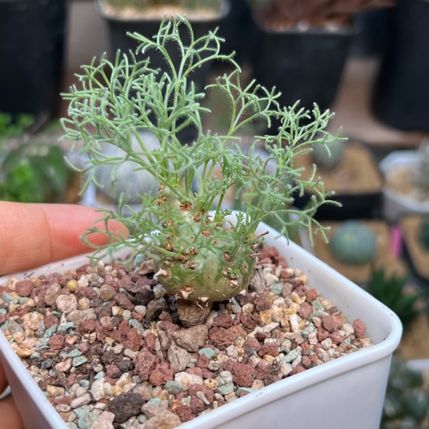 白皮月界块根实生262号