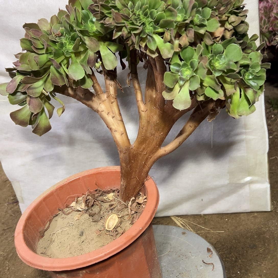 多肉植物玫瑰缀花379