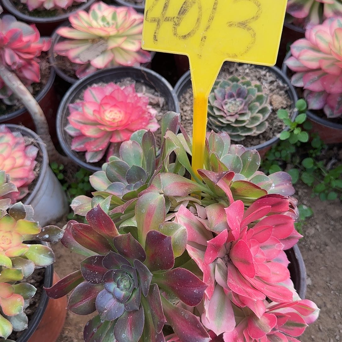 蝉****4013---多头多肉植物