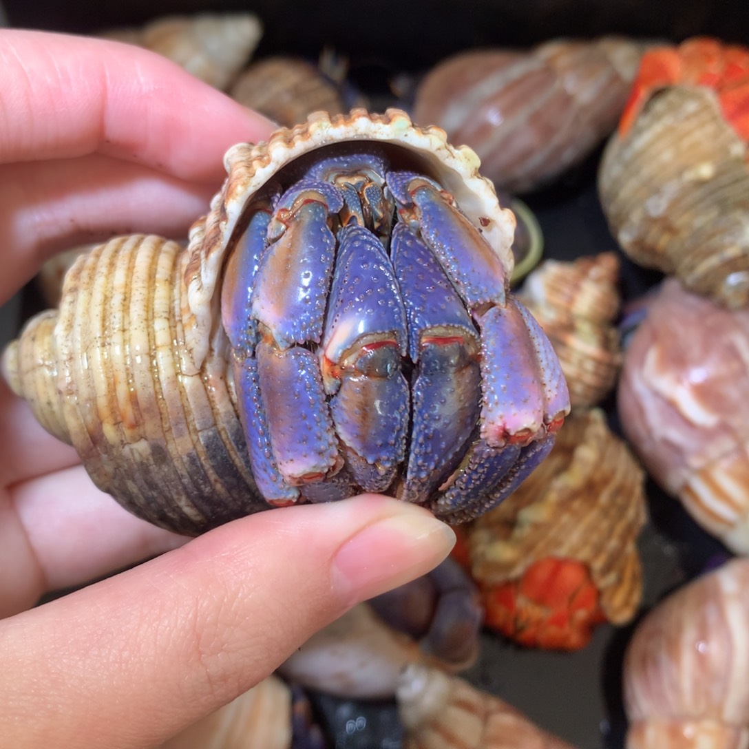 3.4蓝粉一只眼睛受伤不退不换