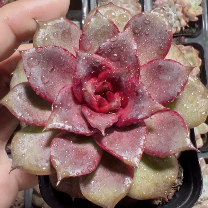 红玫瑰精品多肉植物