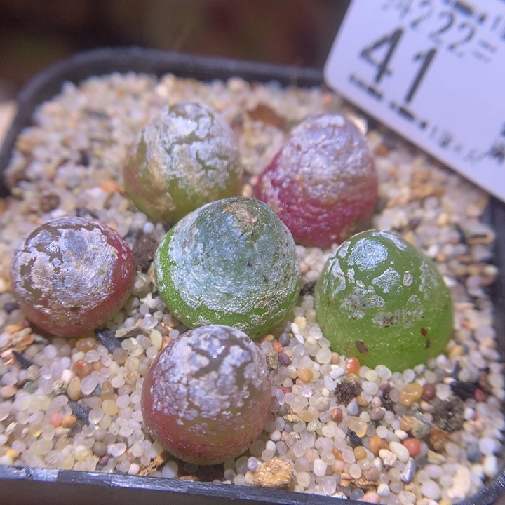精品生石花222.41