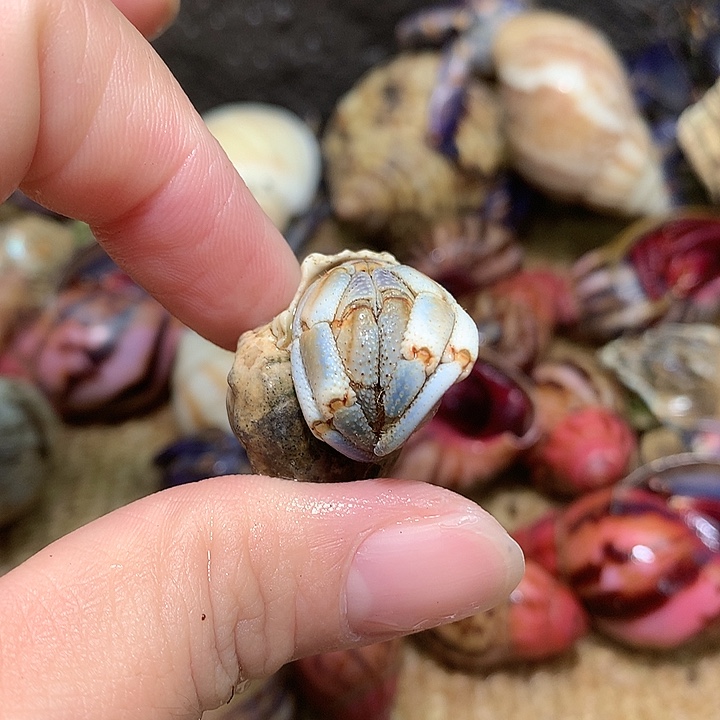 1.8口径奔跑的寄居蟹21号