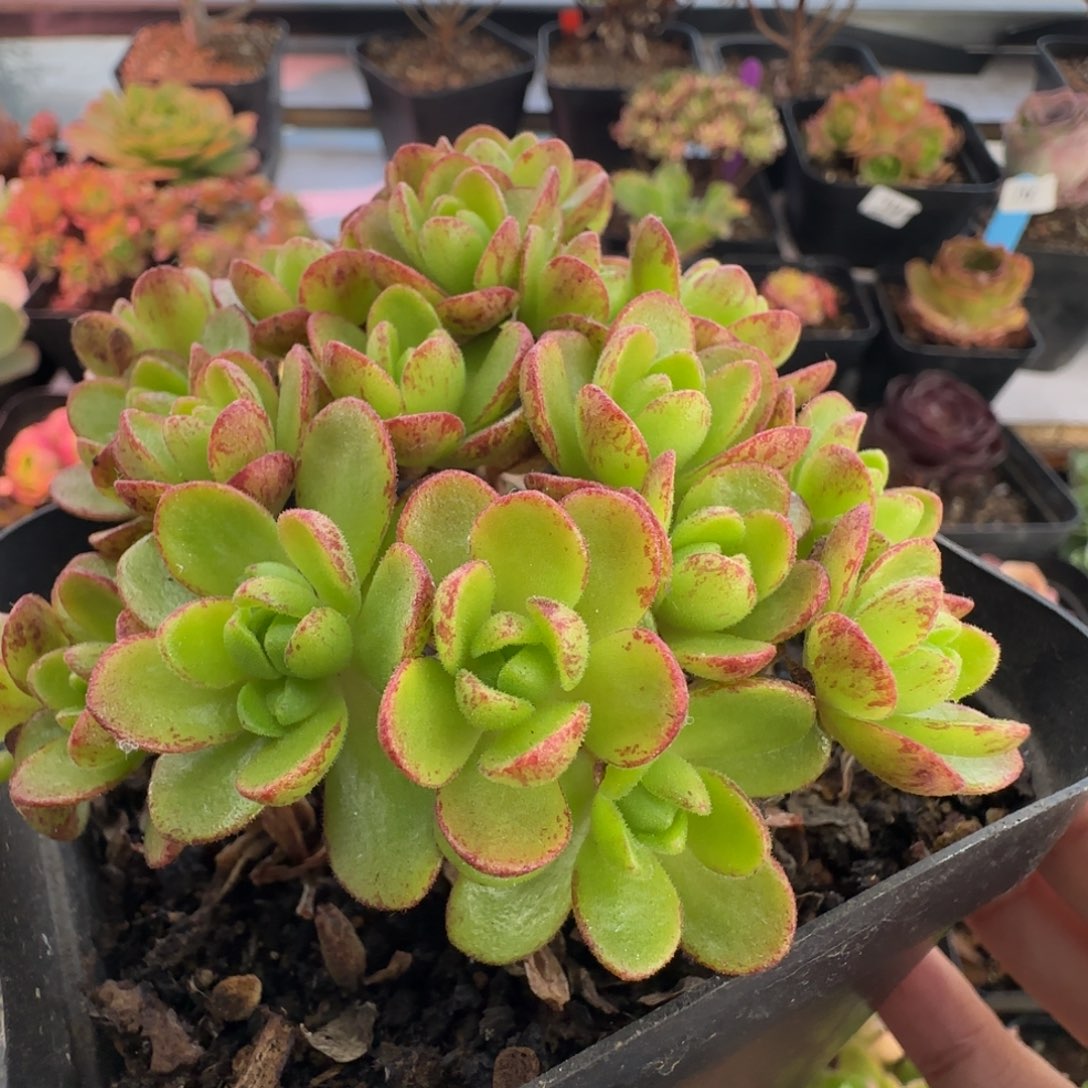 L608半城橄榄系列蜜球