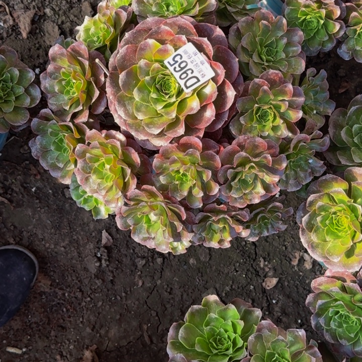 梅金花30-18包邮花花万紫千红一