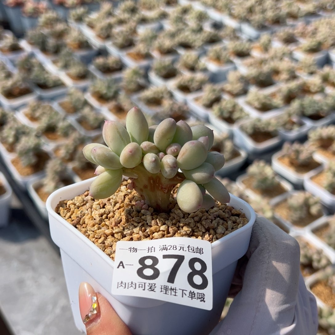 顾**、三日月美人缀化多肉多肉多肉多肉