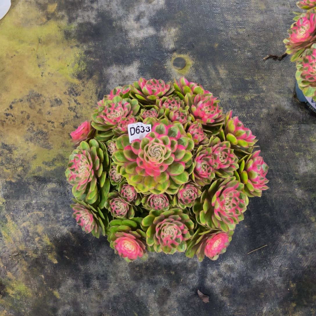 *****63300荔枝福利可以拍