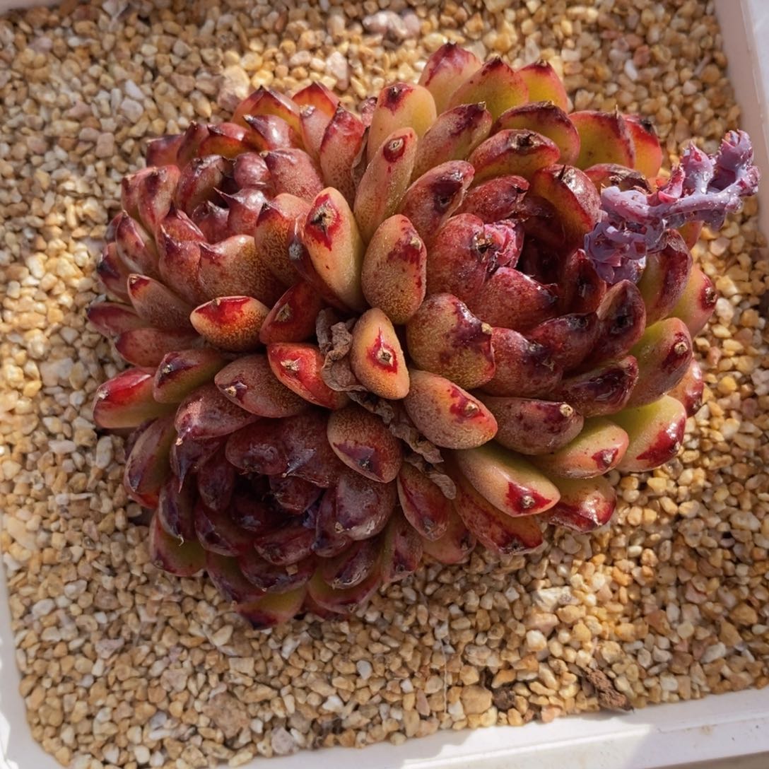 可问主播品种，下滑链接更多品种多肉选择