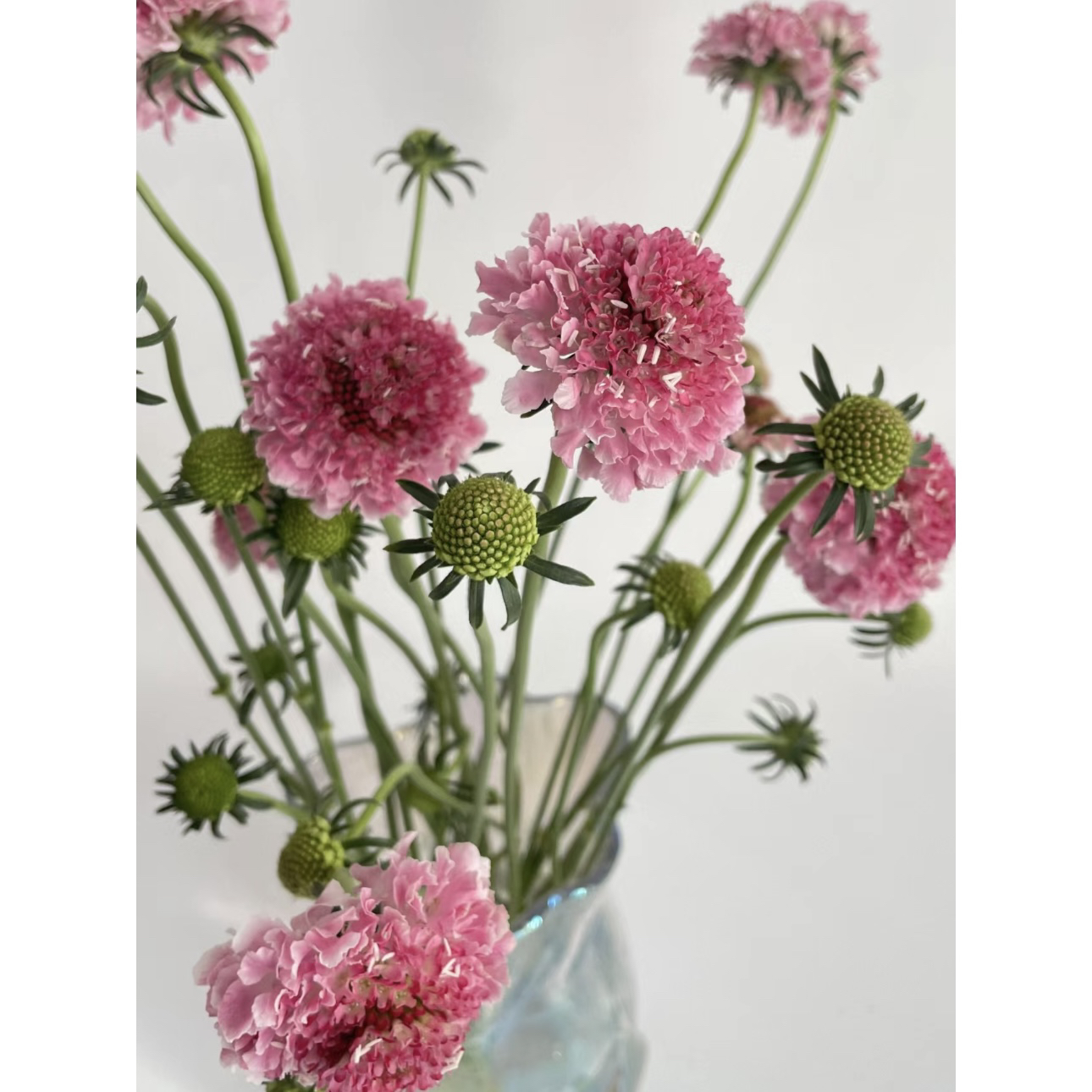 【杨鹏鲜花】QQ糖 松虫草 圣代花 云南鲜花包邮