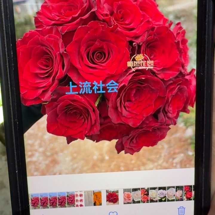 无花朵上流社会小苗