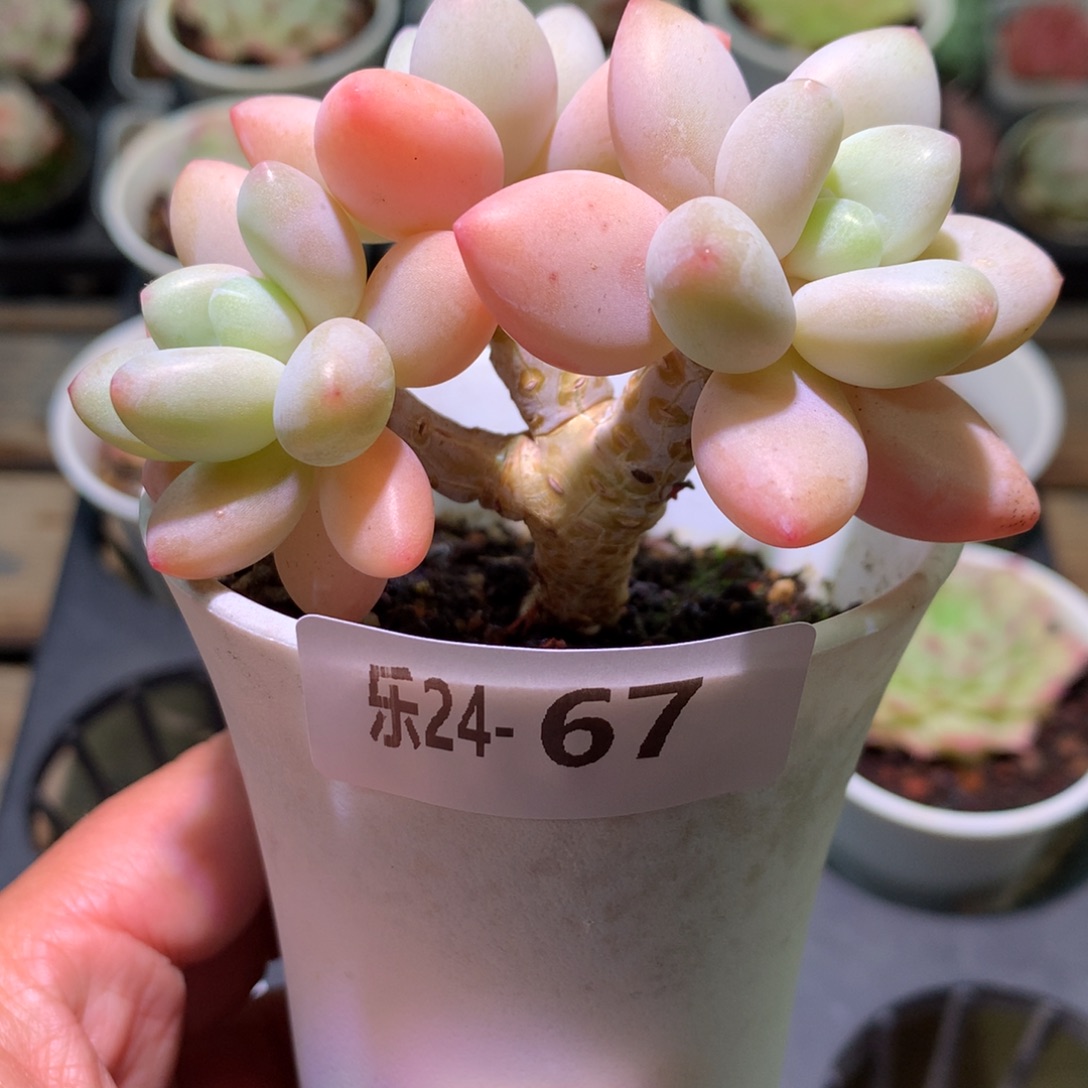 乐然24-67 洛神群 