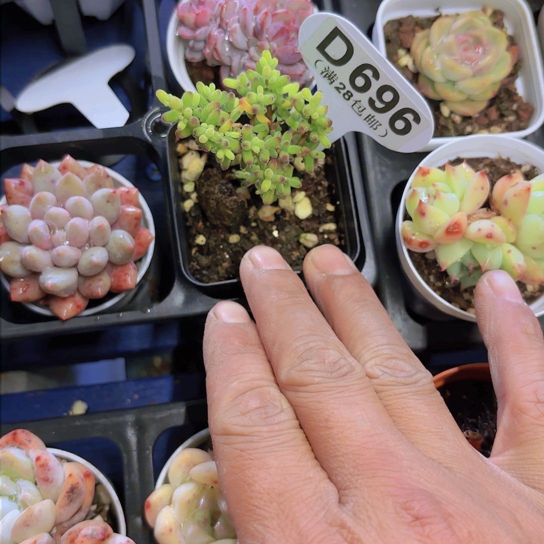 D696金橘一物一拍