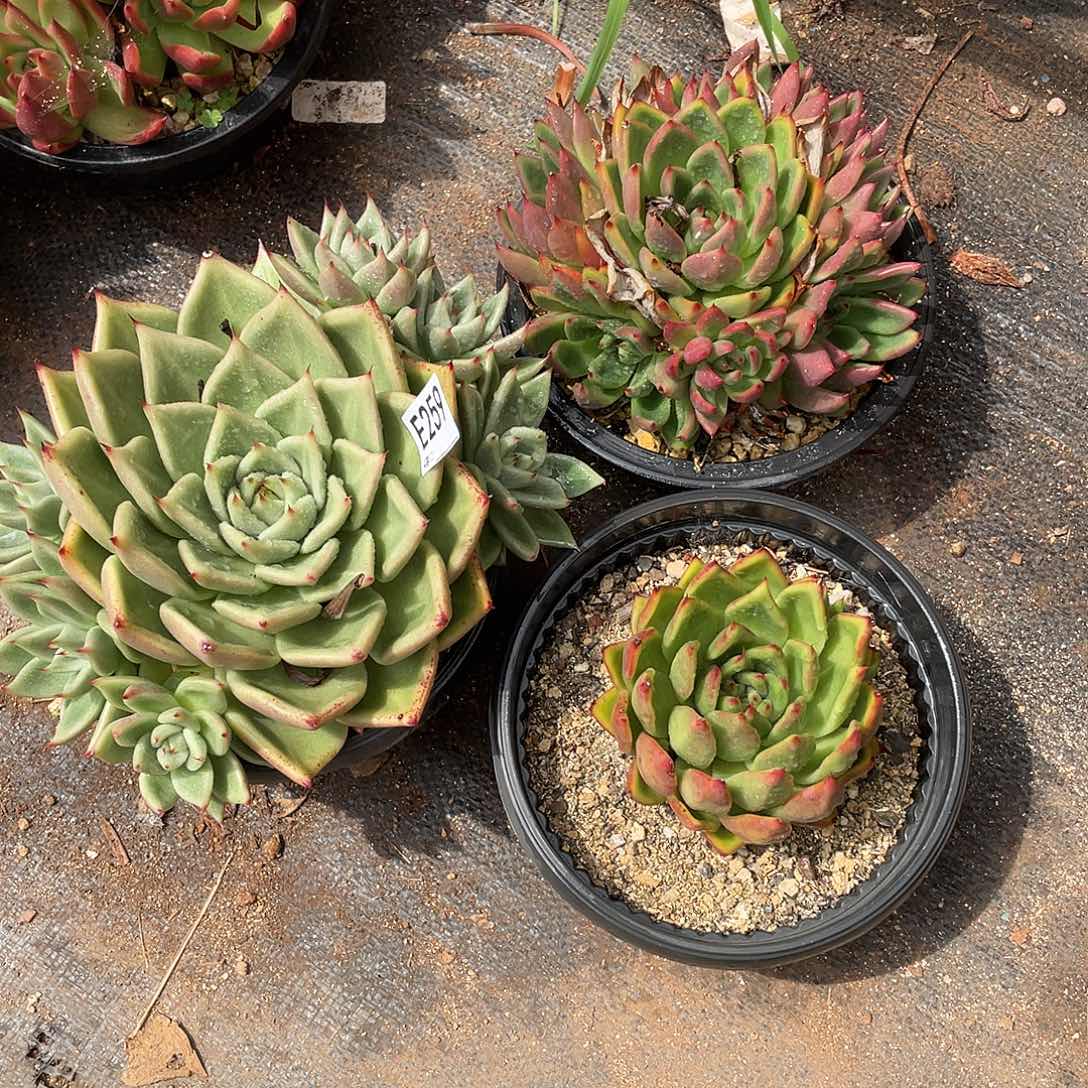 若如东云多肉组拍259