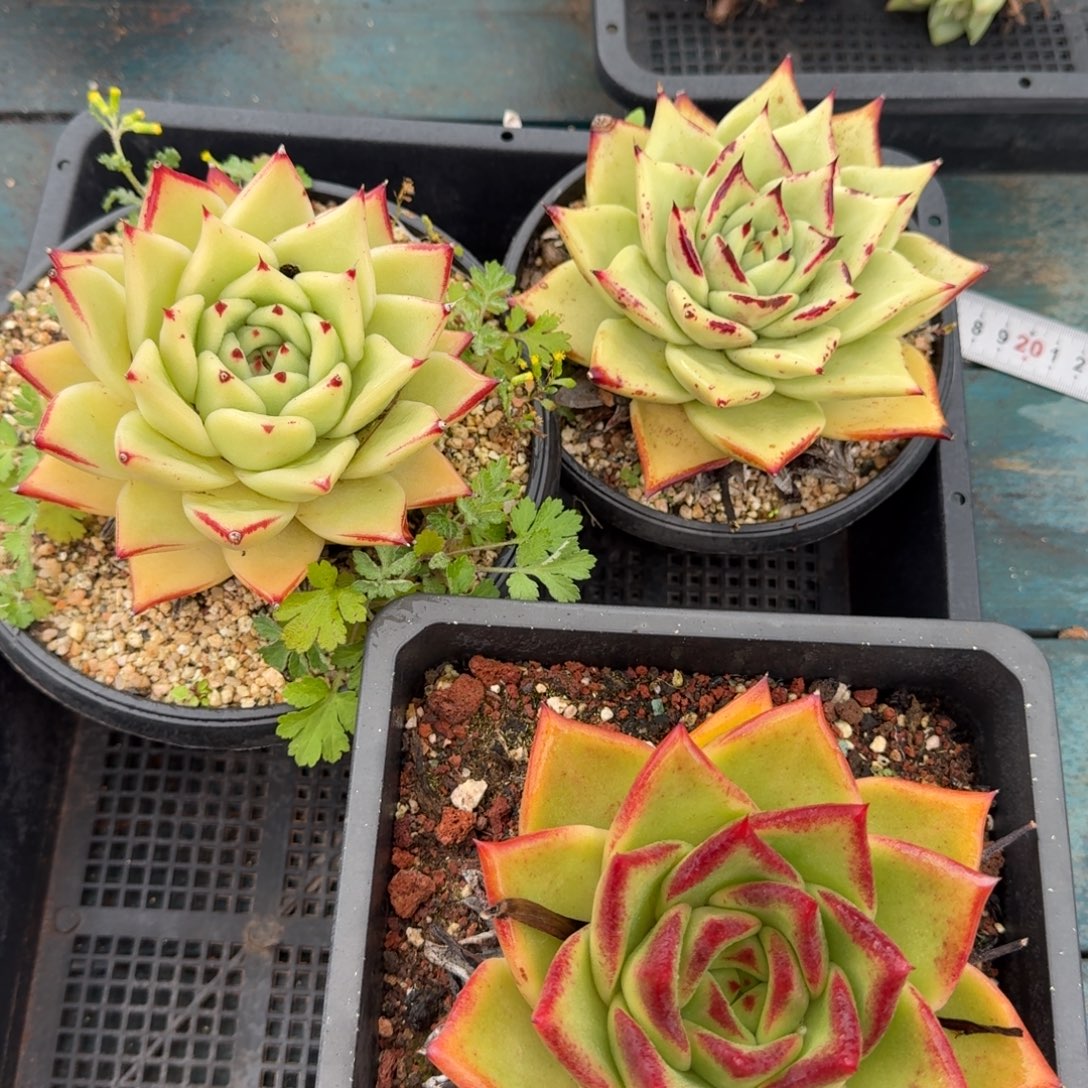 从前慢花园多肉编号1118-107