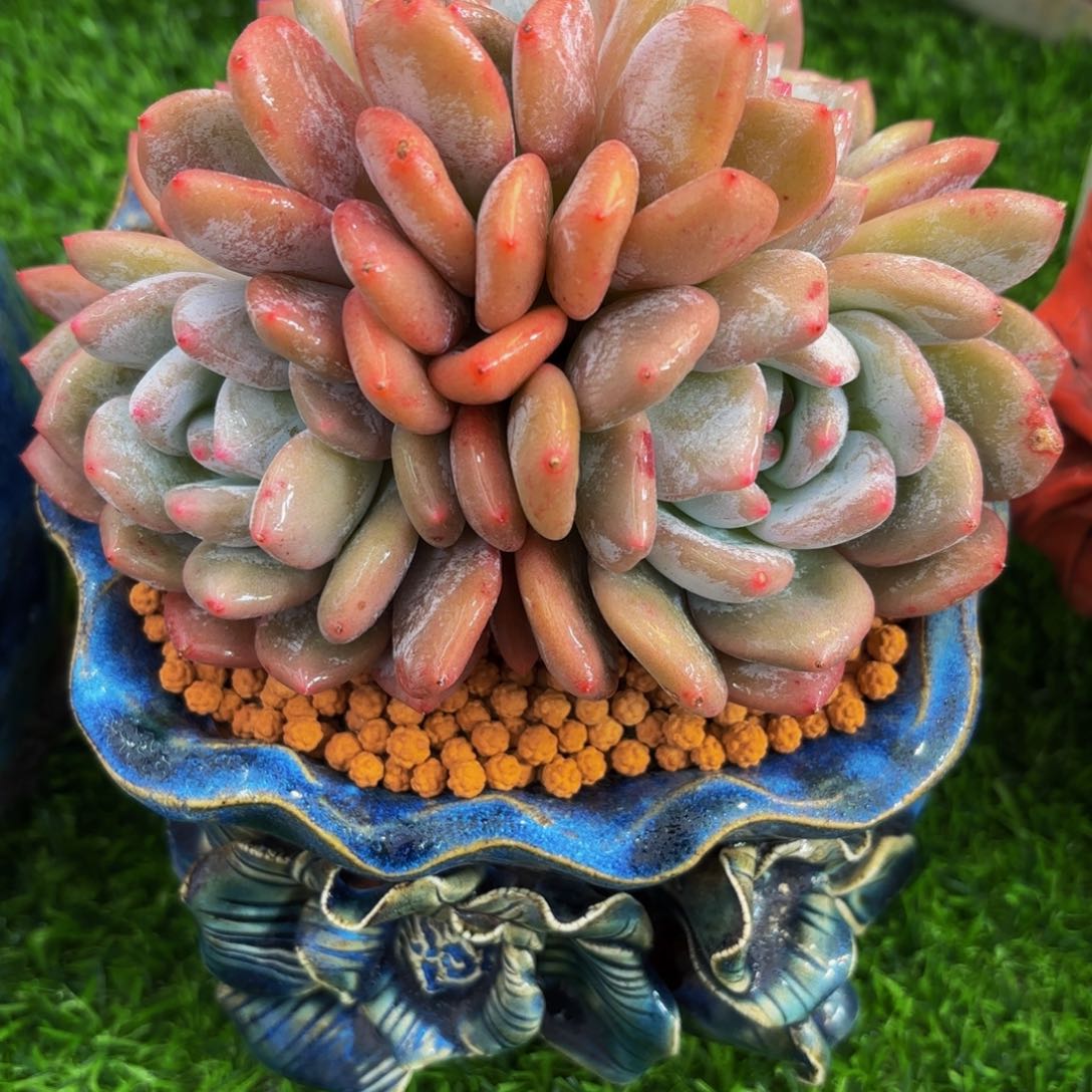 香橙，多肉植物群生