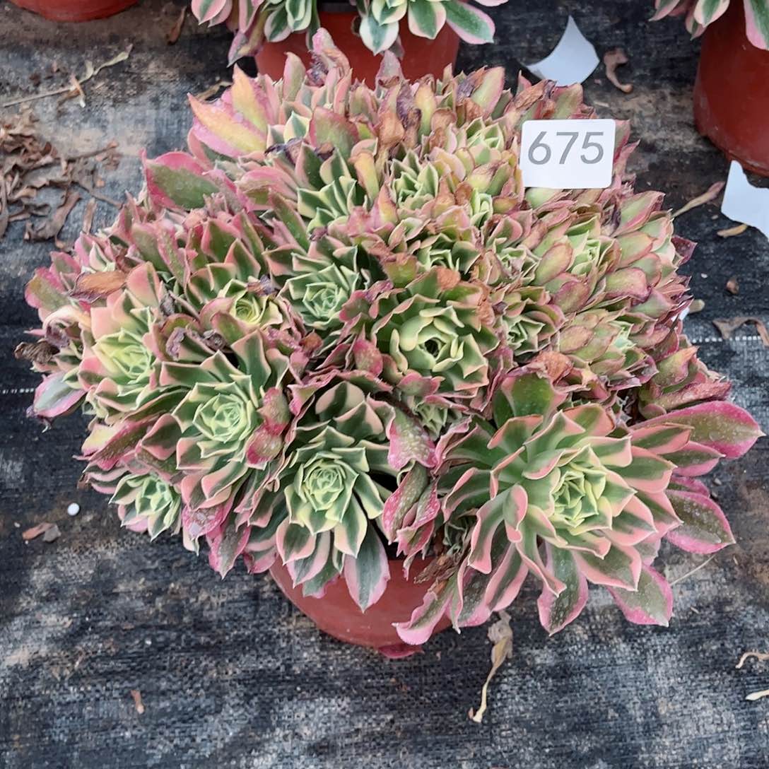 多肉植物675多肉