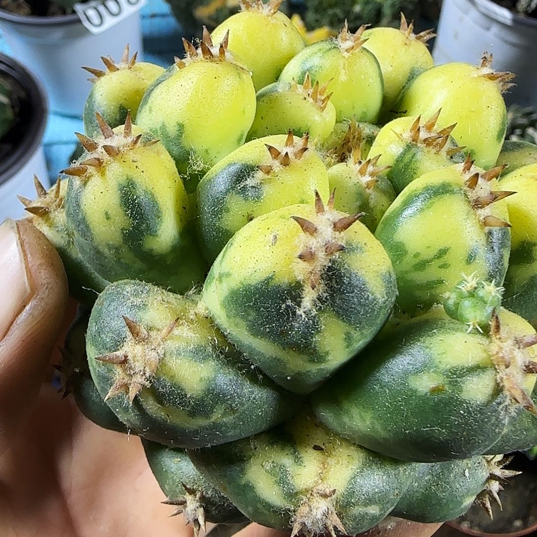 象牙锦026仙人球开花啦