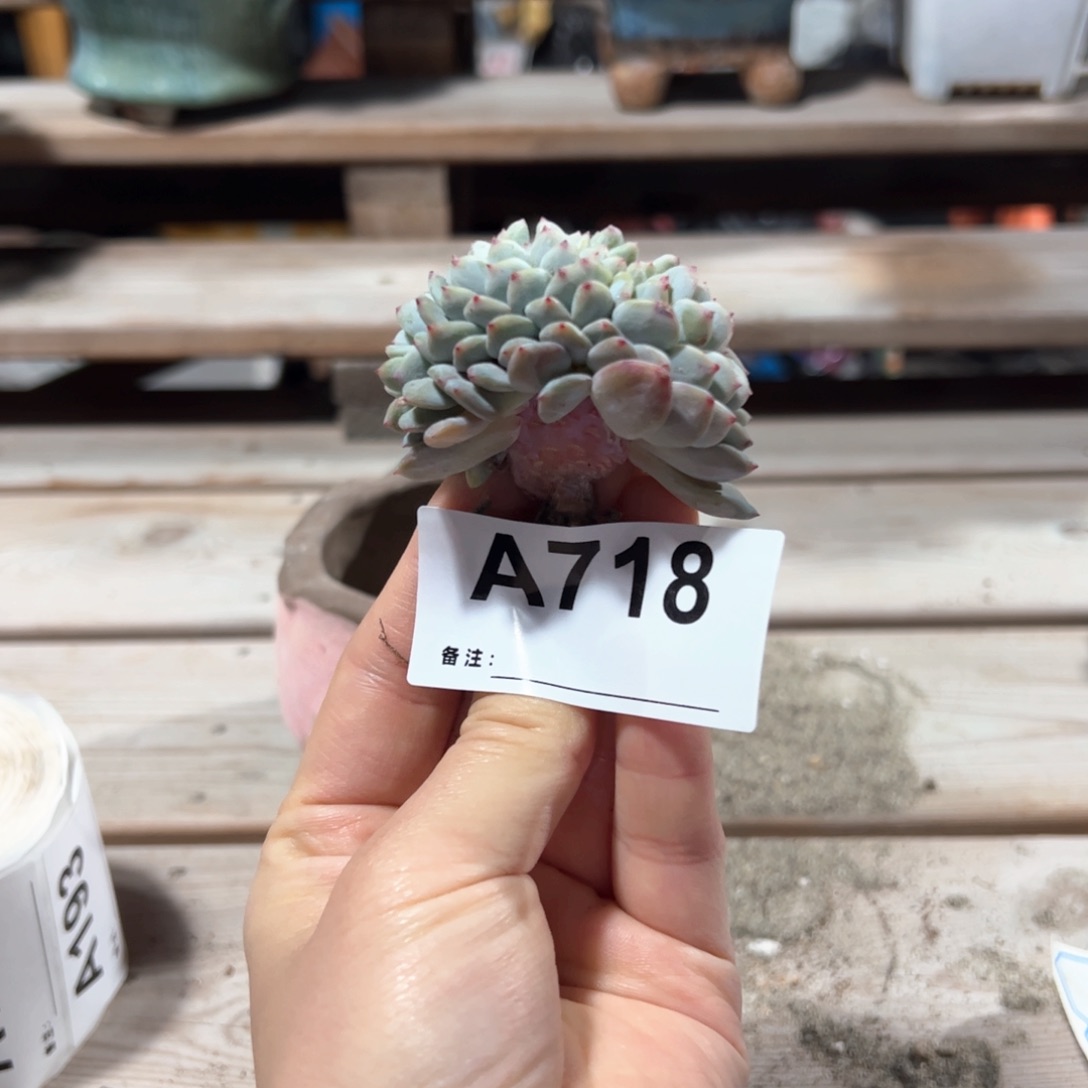 718多肉多肉多肉