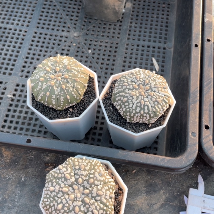 8888浮力三颗超兜仙人球