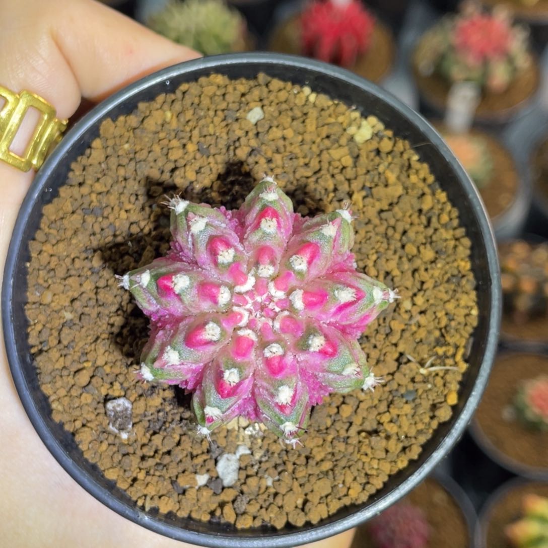 樱花海神锦.0000000001