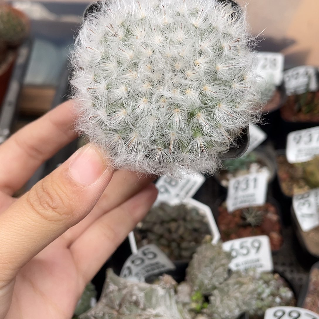 577白云高（满18y包邮）