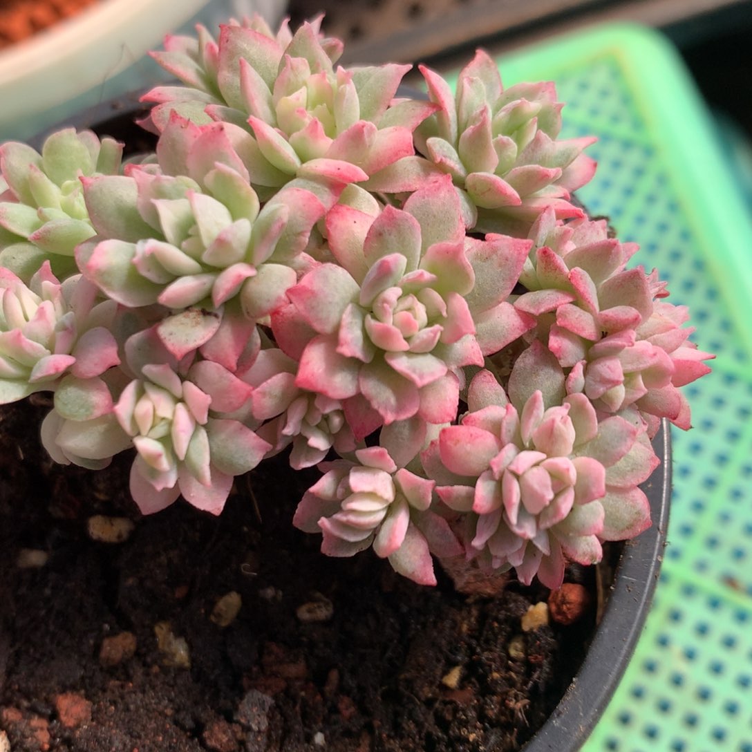 群生j j j j j j j j j j