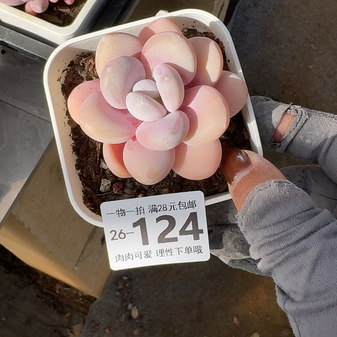 粉兔无盆土发货无