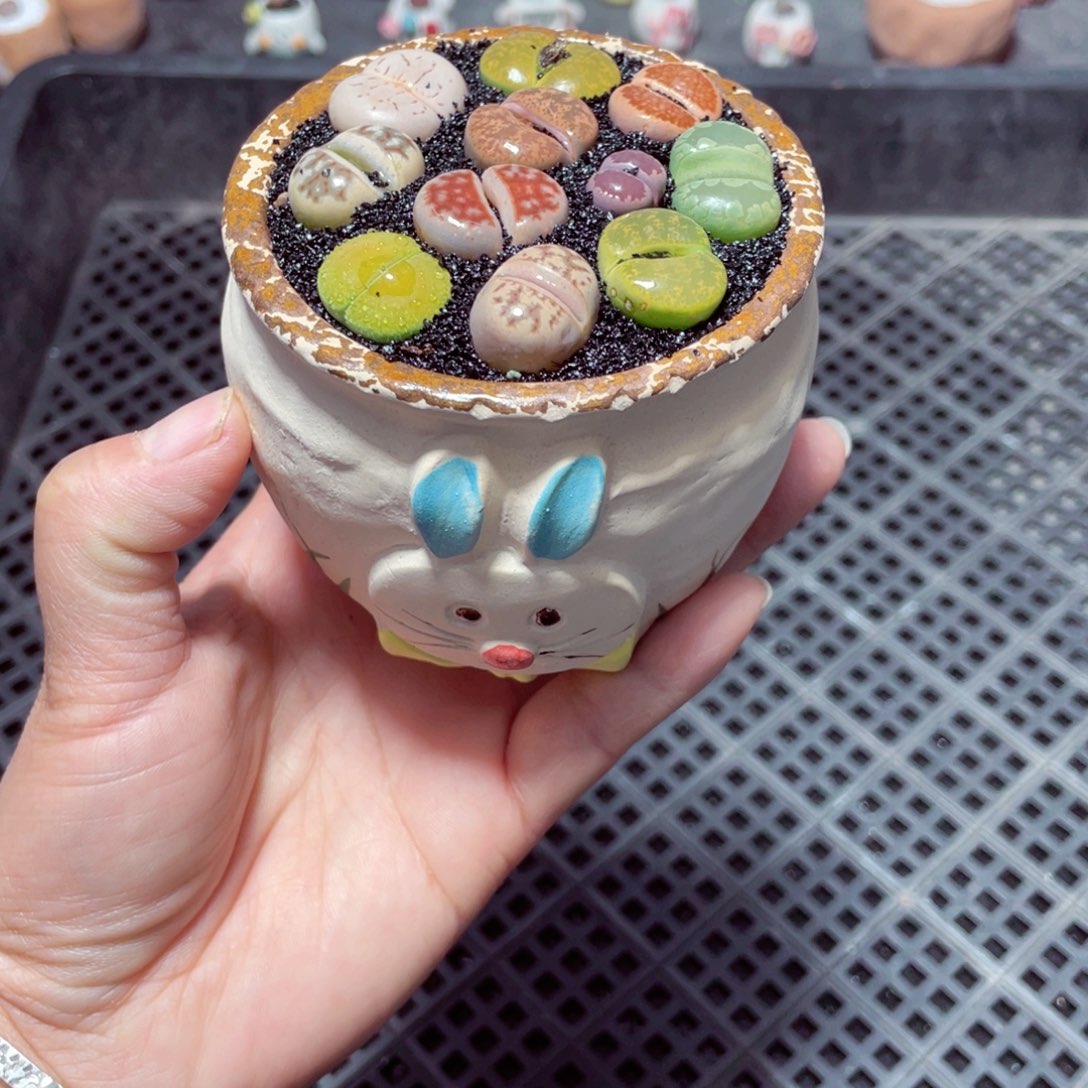 w9207 带盆土发货-零下地区拍保温箱