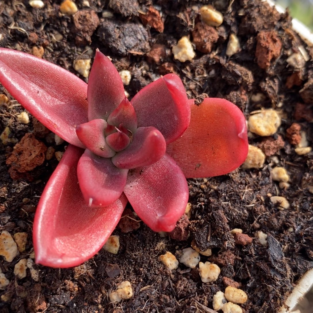 代***～无花朵东云系多肉植物