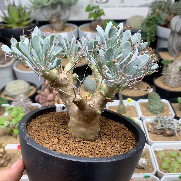 黑鬼殿厚敦菊多肉脱土