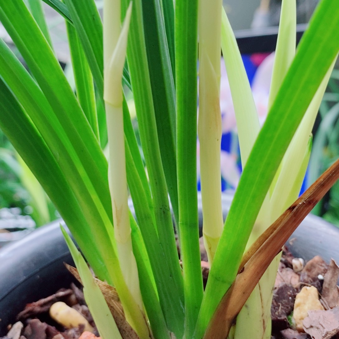 大部分花苞少量开放