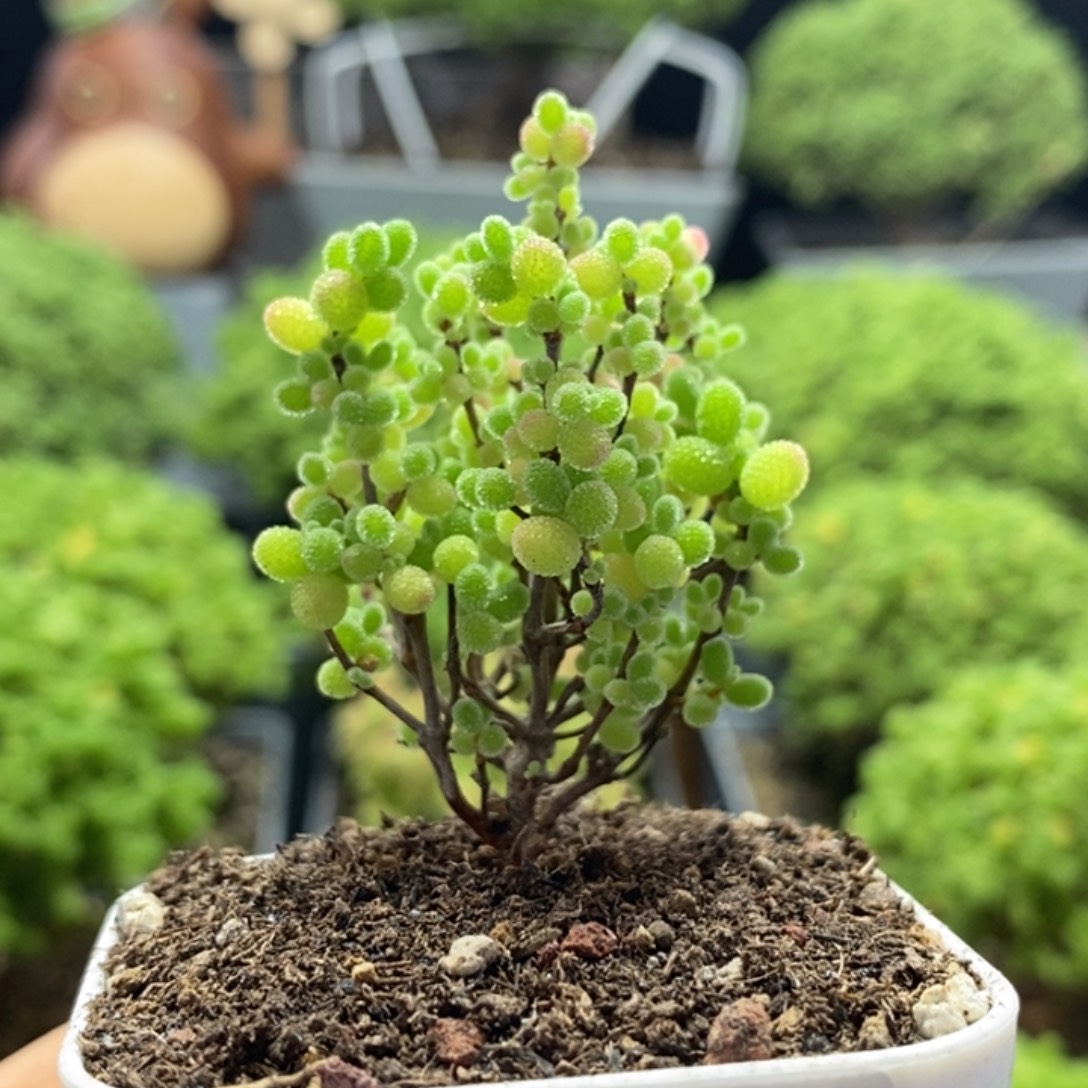蜜橘糖球8308枝干番杏