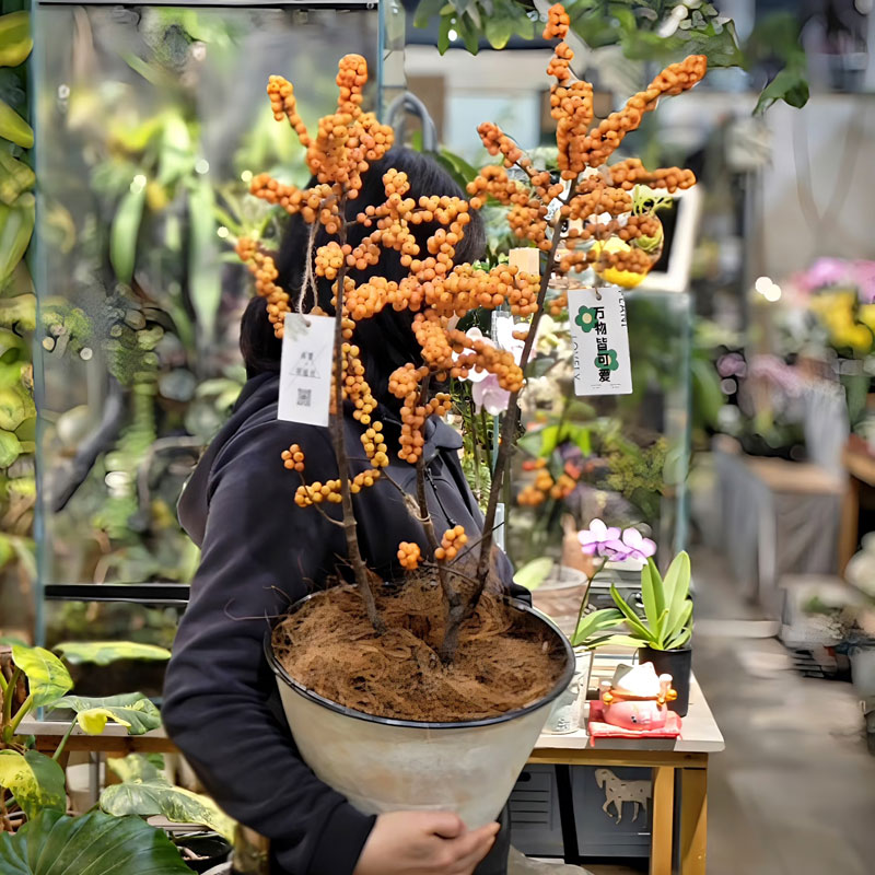 【加大加高70-80厘米】精品冬橙北美冬青带橙果带土球发货