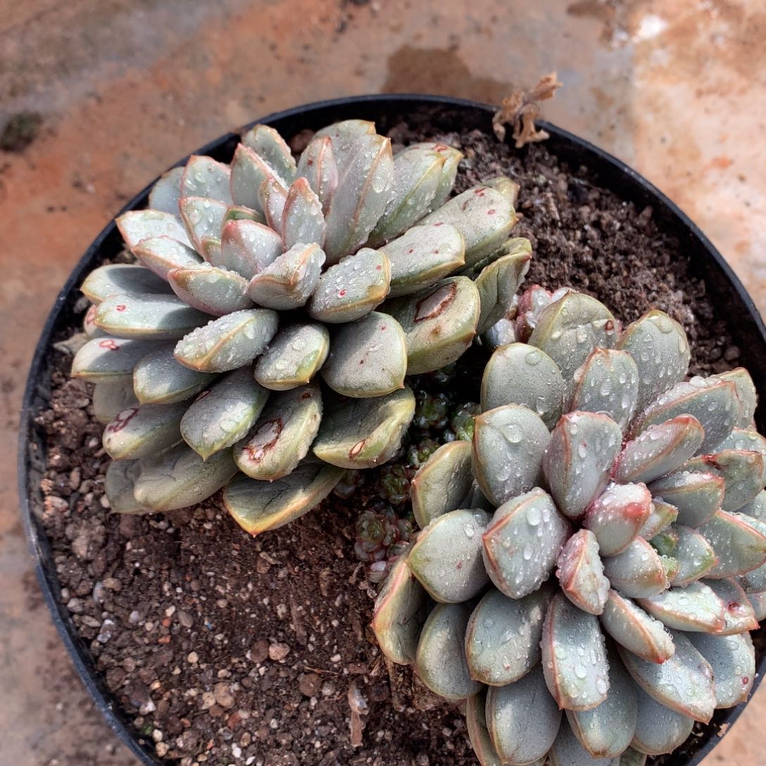 葡萄多肉一物一拍