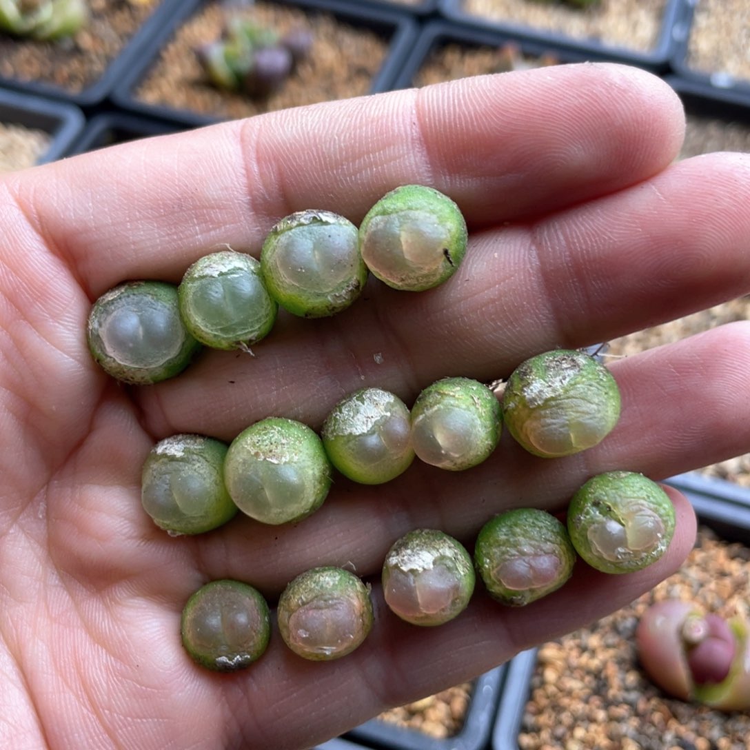 多肉单头优选拉登量拍链接