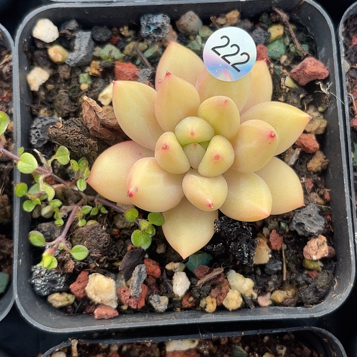暗纹杂 脱土发货 7口盆