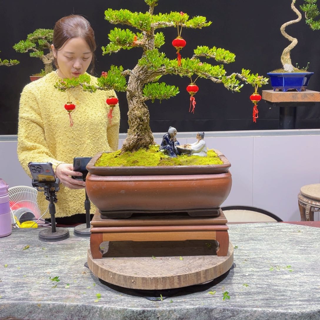 四季常青老桩黄杨盆景