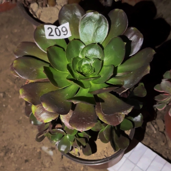 209独眼巨人多肉植物不售后