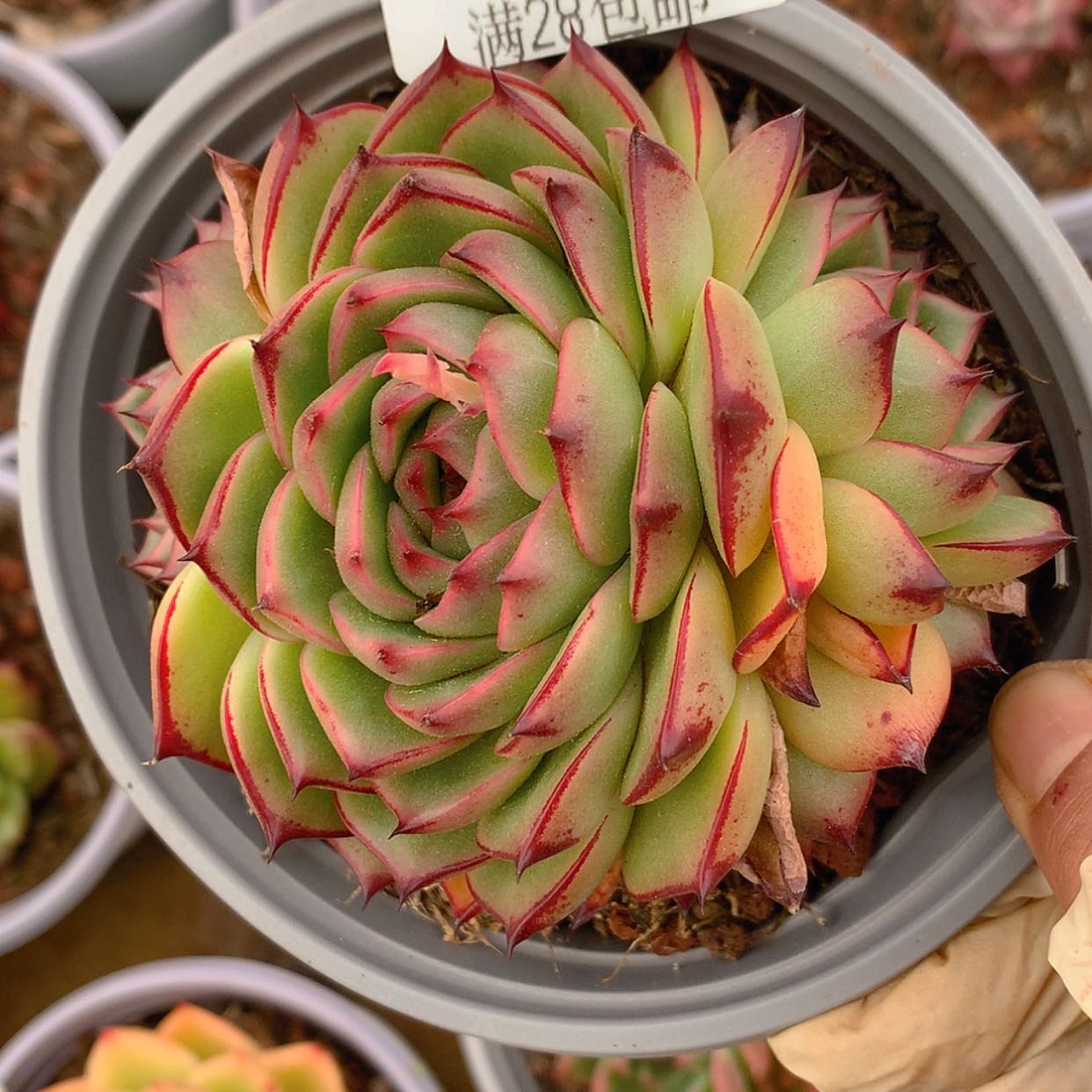 【闪购商品】云1023