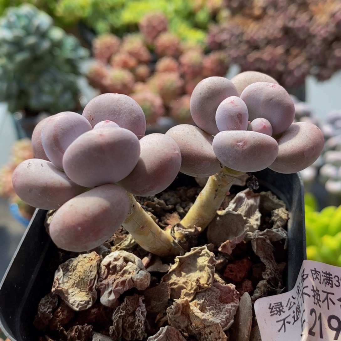 219彩虹奶6cm多肉