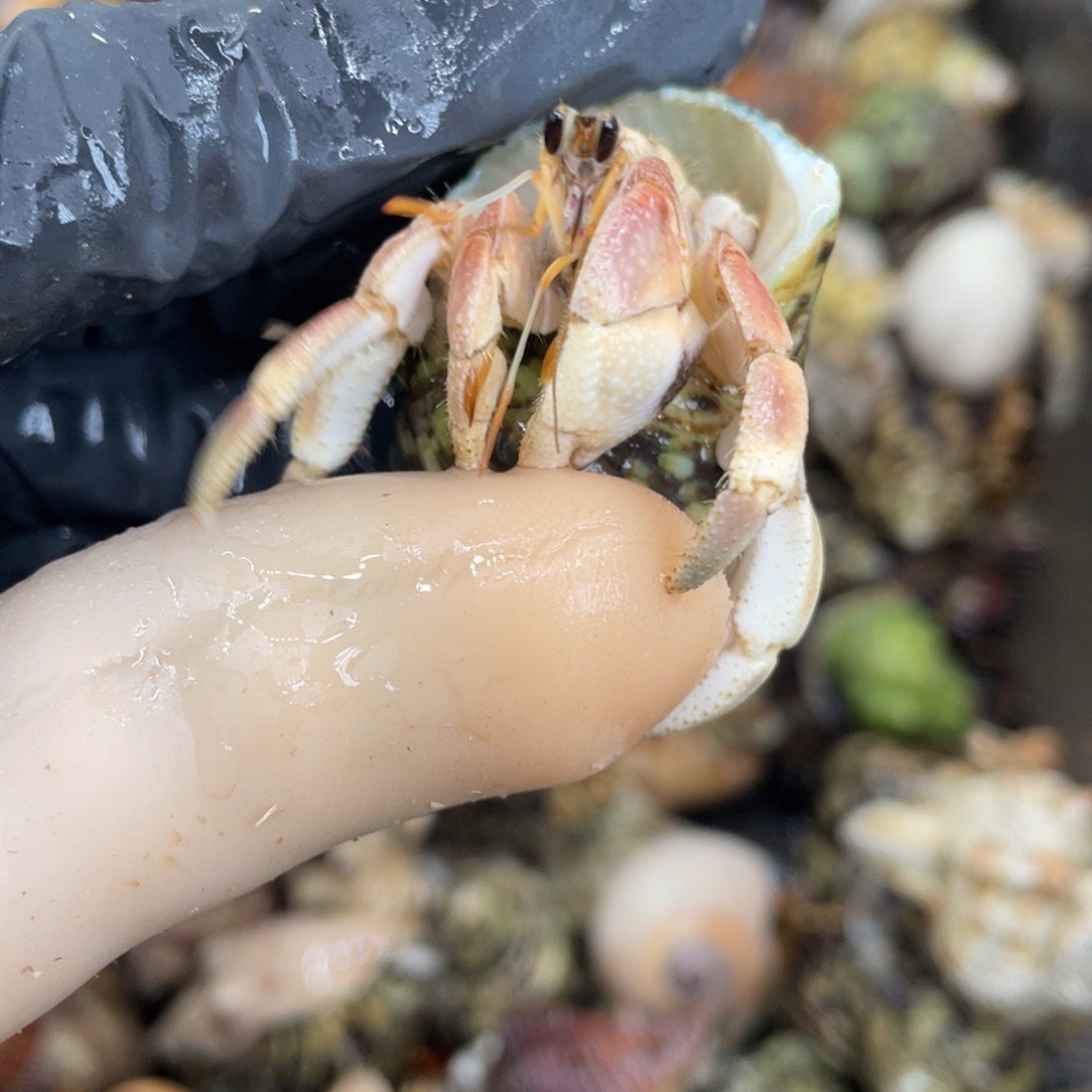 活体宠物不退不换33