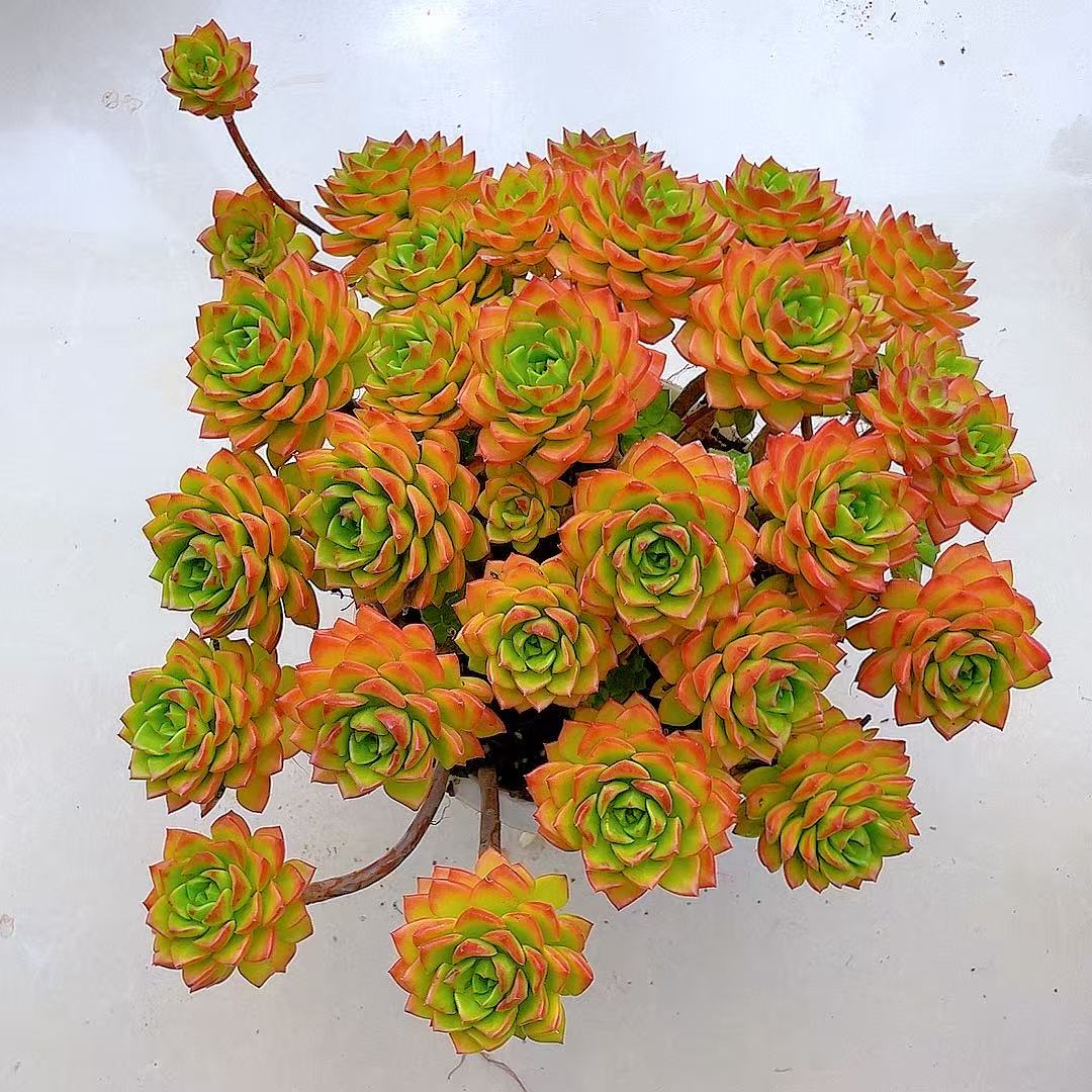 爱马仕玫瑰多肉阳台庭院办新手好养耐寒耐旱越晒越红脱土裸根发货