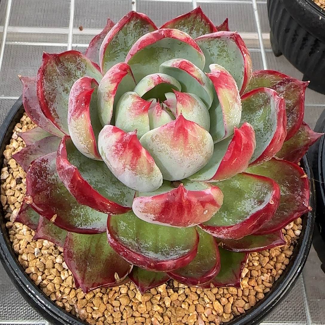 从前慢花园精选惊鸿仙子