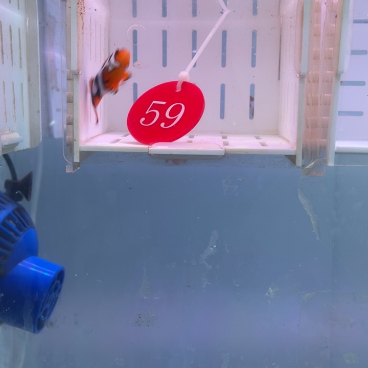 海水鱼精品双勾毕加索1条4左右