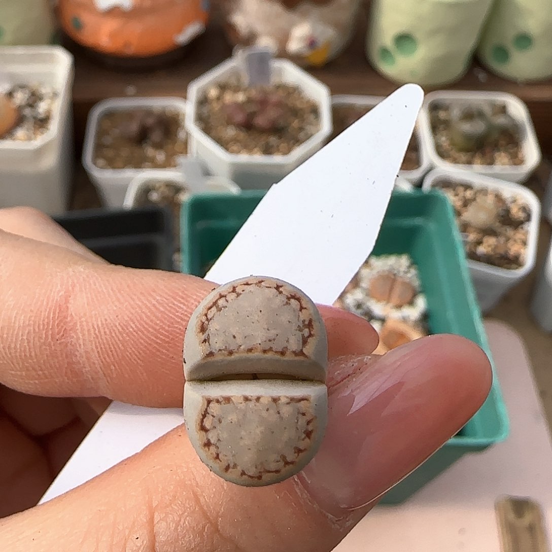 2.18。 饼干。 8001