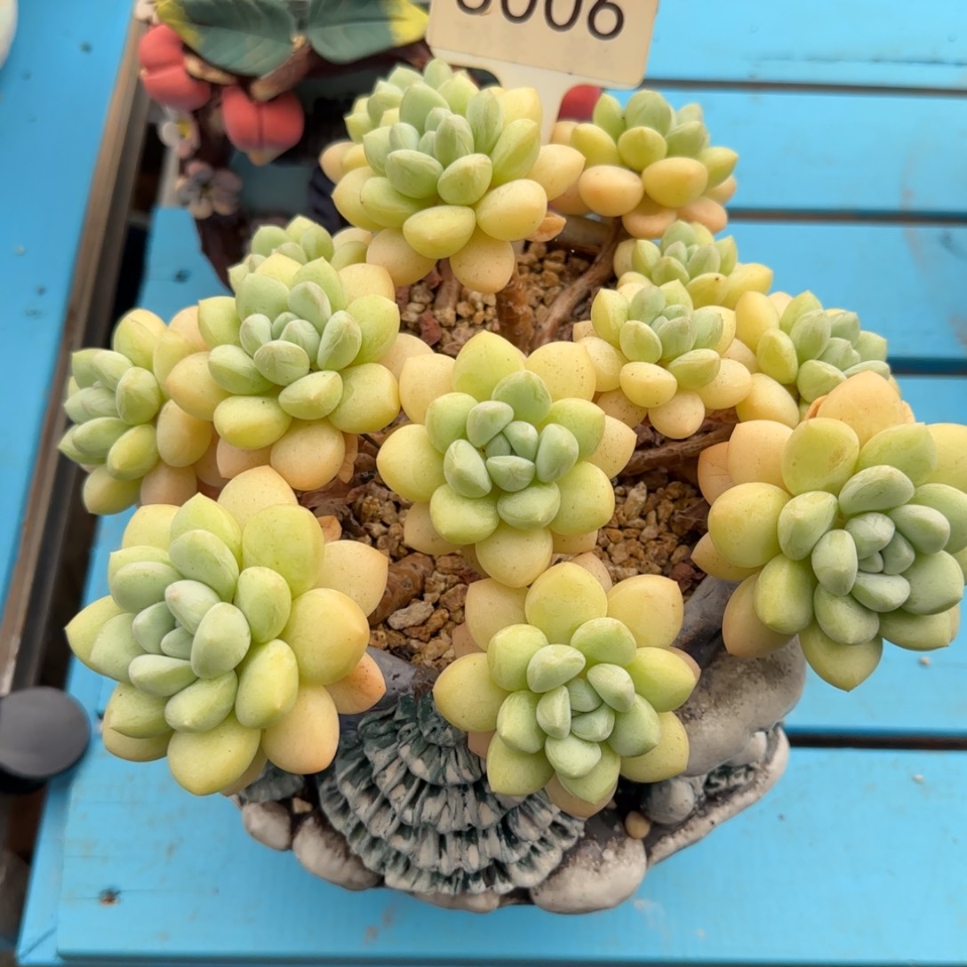 灜***嘉5006。     泡泡糖