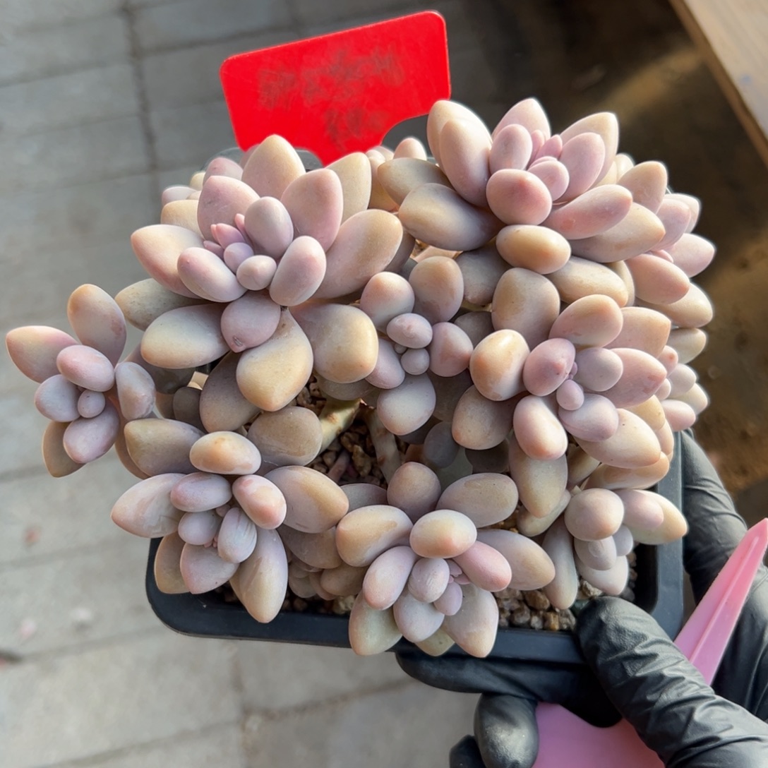 蜜多丽111111111111111